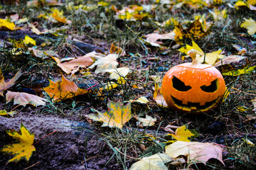 
Halloween holiday. Pumpkin on a background of grass and leaves. Nature in the background is blurred.