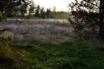 grassy field at sunset in autumn