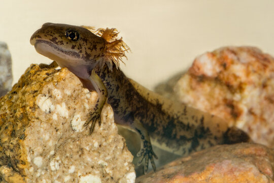 Eine Feuersalamander Larve unter Wasser in der Seitenansicht