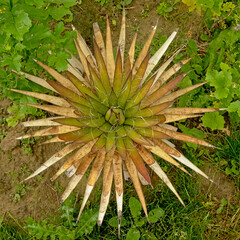 Naklejka na ściany i meble Overhead view on an agave plant with spiky leafs in rosette shape in the garden 
