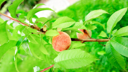 Beautiful ripe peach fruits on the branches of a young tree in an orchard. Peach tree fruits on the background of a green lawn in the garden of a country house.