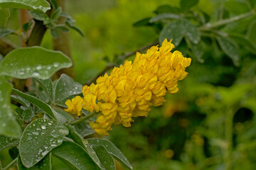 green bean tree flower and leafs with raindrips , selective focus 
