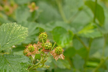 
Young unripe green blackberries in spring, selective focus - Rubus
