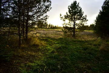 the last ray of the sun at sunset in the forest. contrast photo