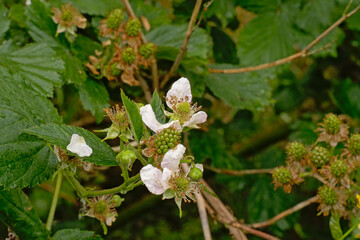 White blossoms and unripe green blackberries in spring, selective focus - Rubus 