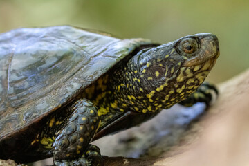 Kopf der Europäischen Sumpfschildkröte in der Seitenansicht an Land