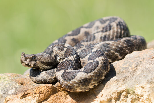 Eine sonnende Sandotter auf einem Stein vor gr&uuml;nem Hintergrund in der Seitenansicht