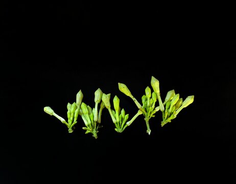 Fernaldia pandurata loroco flower on black background, typical food of Guatemala