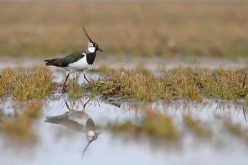 Northern lapwing. Bird in breeding plumage in spring. Vanellus vanellus