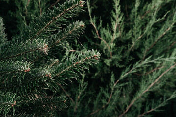 Christmas minimalistic background on the desktop with a Christmas tree. Dark green prickly branches of spruce close-up. Horizontal banner.
