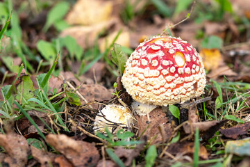 daylight. a mushroom with a red head and white pimples. fly agaric