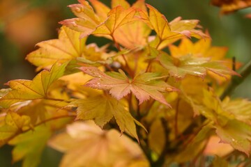 gelbe Blätter im Herbst