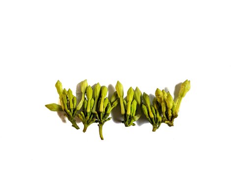 Fernaldia pandurata loroco flower on white background, typical food of Guatemala