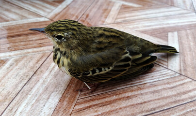 The bird is a Starling. A young Starling sitting 