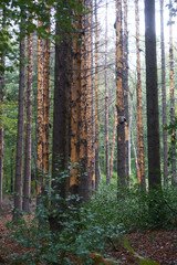 Waldschäden an Fichtenwald Radevormwald