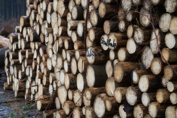 stack of wood, forest germany