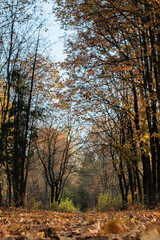 Fototapeta na wymiar Autumn birch forest in central Russia