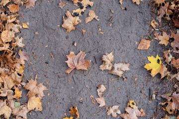 Fallen maple leaves on the ground
