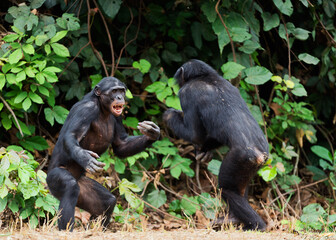 Fighting Bonobos ( Pan paniscus). At a short distance, close up. 