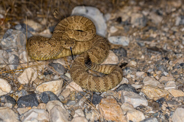 Low POV facing coiled rattlesnake in the desert tongue out tail moving motion blur