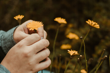 flores amarillas en mis manos