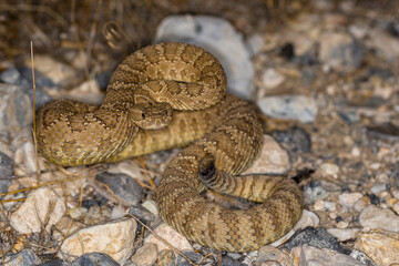 Tan rattlesnake at night lit by camera flash on desert floor