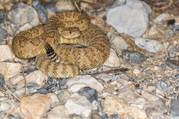 Coiled angry brown snake rattling tail looking right