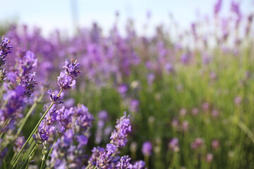 Beautiful blooming lavender field on summer day, closeup