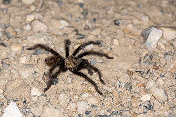 Side view of brown desert tarantula crawling across rocks and dirt