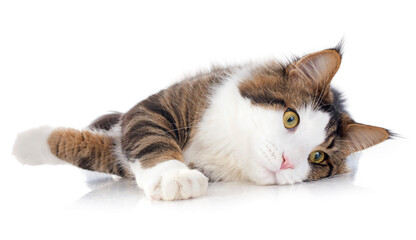 maine coon cat