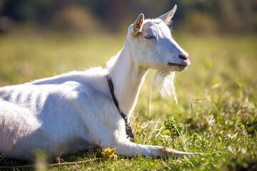 Portrait of white goat with beard on blurred bokeh background. Farming of useful animals concept.