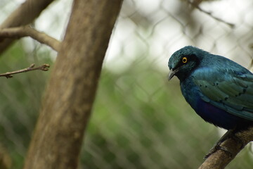 Oiseau éxotique bleu