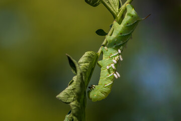 Braconid wasp cocoons and larvae on tomato hornworm