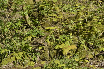 Sous-bois mousse jeunes pousses