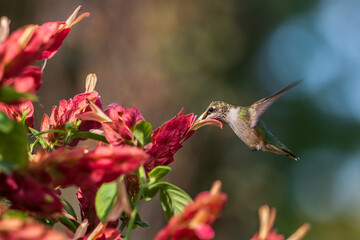 Ruby-throated hummingbird feeding at shrimp plant flower