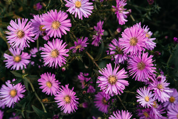 Many home seasonal perennial flowers, October lilac. Pink autumn Aster flowers with a yellow center close-up. Horizontal desktop background with beautiful little purple asters.