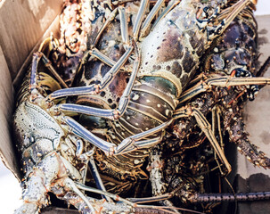 Closeup of caught lobster in caribbean