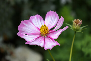Obraz premium Beautiful purple cosmos flower on dark background