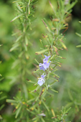 ローズマリーの花