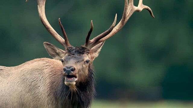 Elk Video Clip in 4k