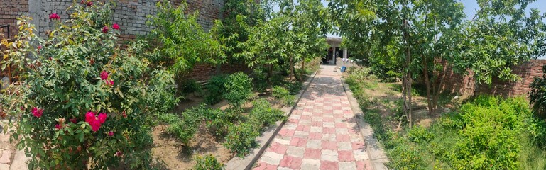 meerkat on the grass