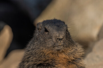 Marmot on stone in sunny nice summer morning