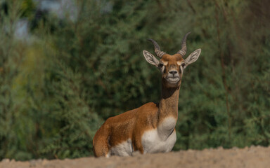 Antelope animal on stone with color leaf forest on background