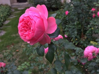 Obraz premium Rose de couleur rose ayant de multiples rangées de pétales