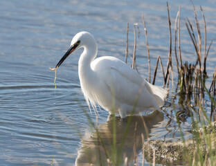 Little Egret Feeding, September 2020