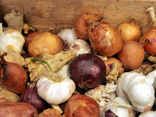 Verschiedene Zwiebelarten frisch geerntet f&uuml;r die K&uuml;che