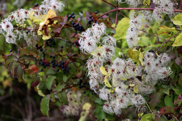 Seed heads with silky appendages of Wild Climatis