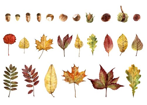 leaves of various trees in autumn colors. set of drawings made by watercolors