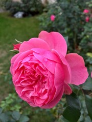 Rose de couleur rose ayant de multiples rangées de pétales