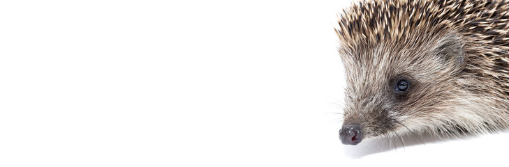 Hedgehog isolate on white background.